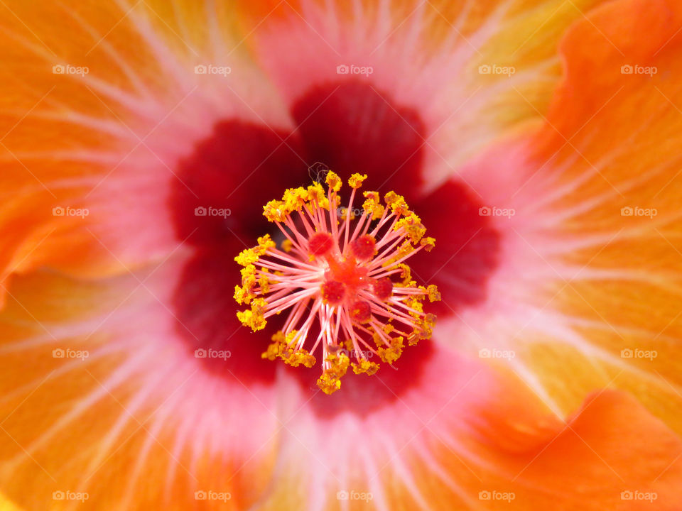 Close-up of the center of a hibiscus.