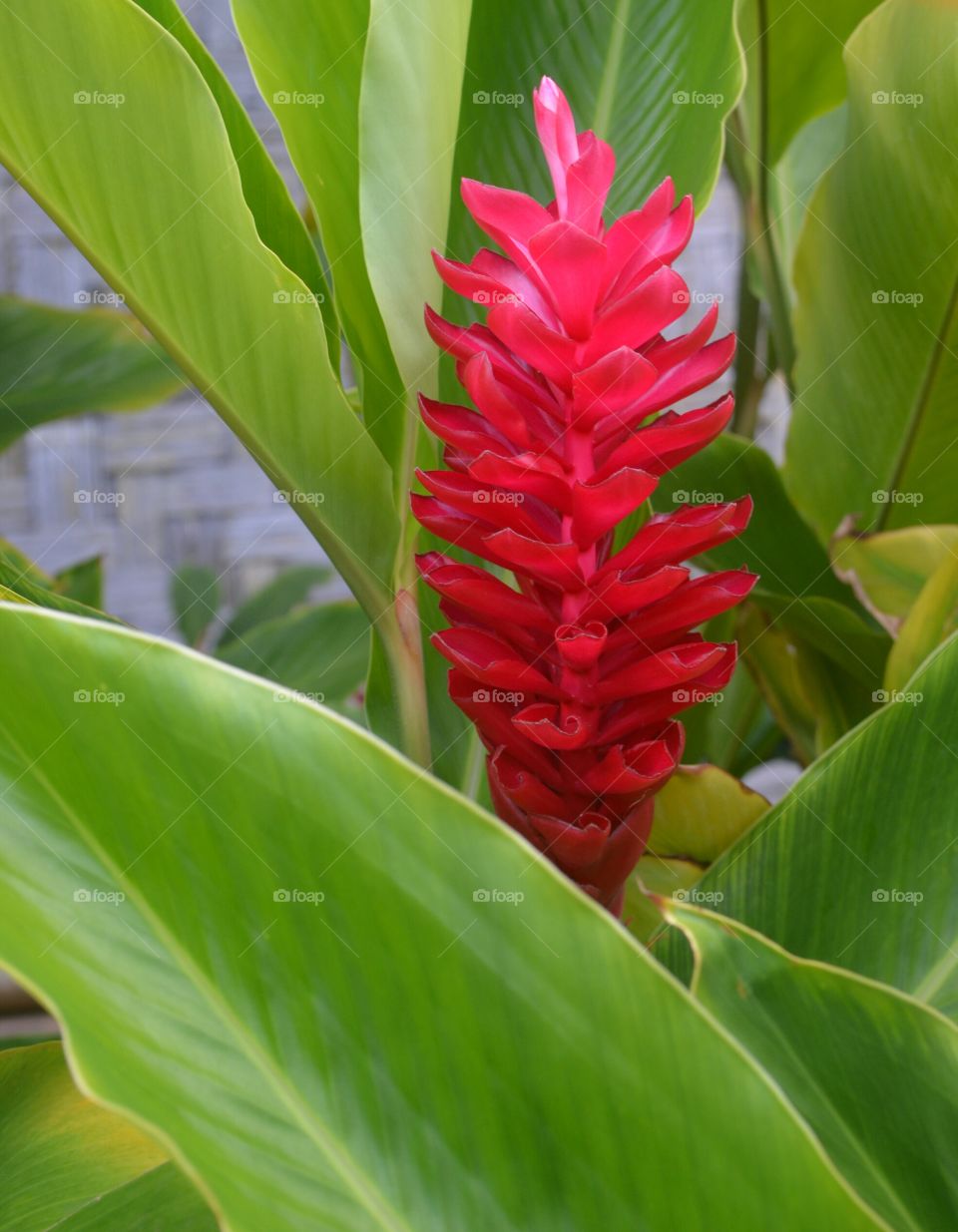 Hello Ginger!. Ginger flowers bloom taken in Hawaii. 