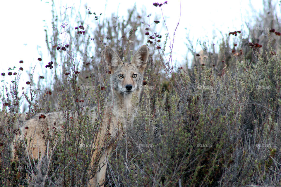 Morning visitor. Young coyote visits