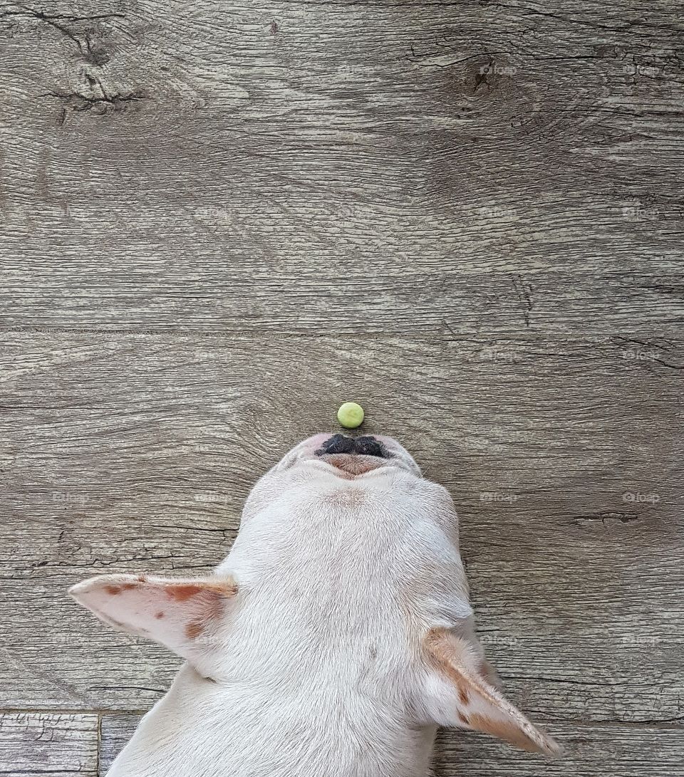 french bulldog and his treat
