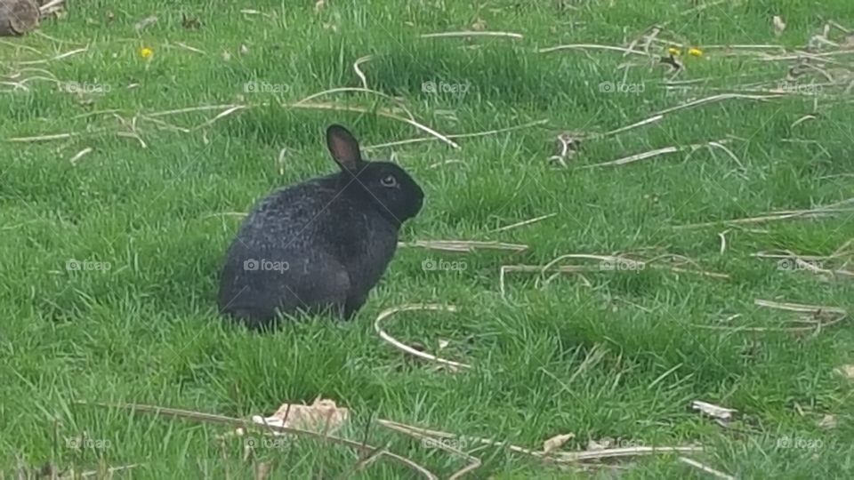 black bunny rabbit