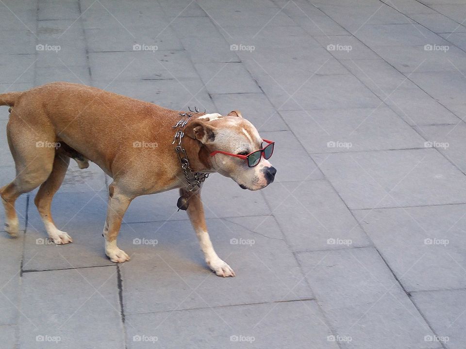 Stylish Dog, the street has new king