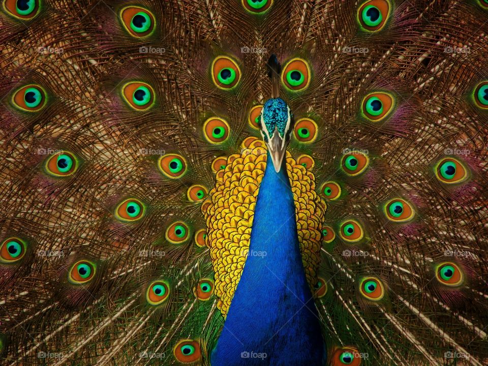 peacock is most beautiful bird I have ever seen...ND I'm really lucky because I can see it everyday 😍😍