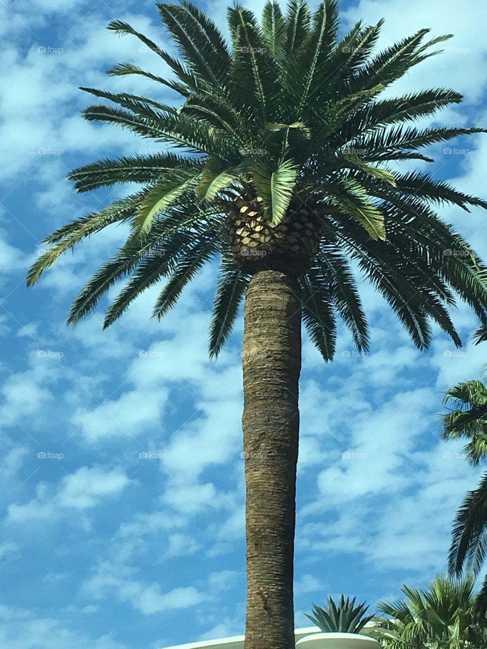 Tall tropical palm tree with blue sky and white clouds in background. 