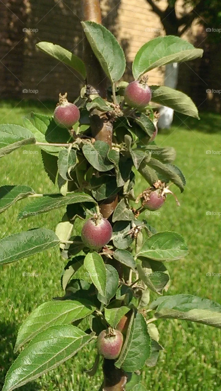 Fruit, Leaf, Nature, Tree, Food
