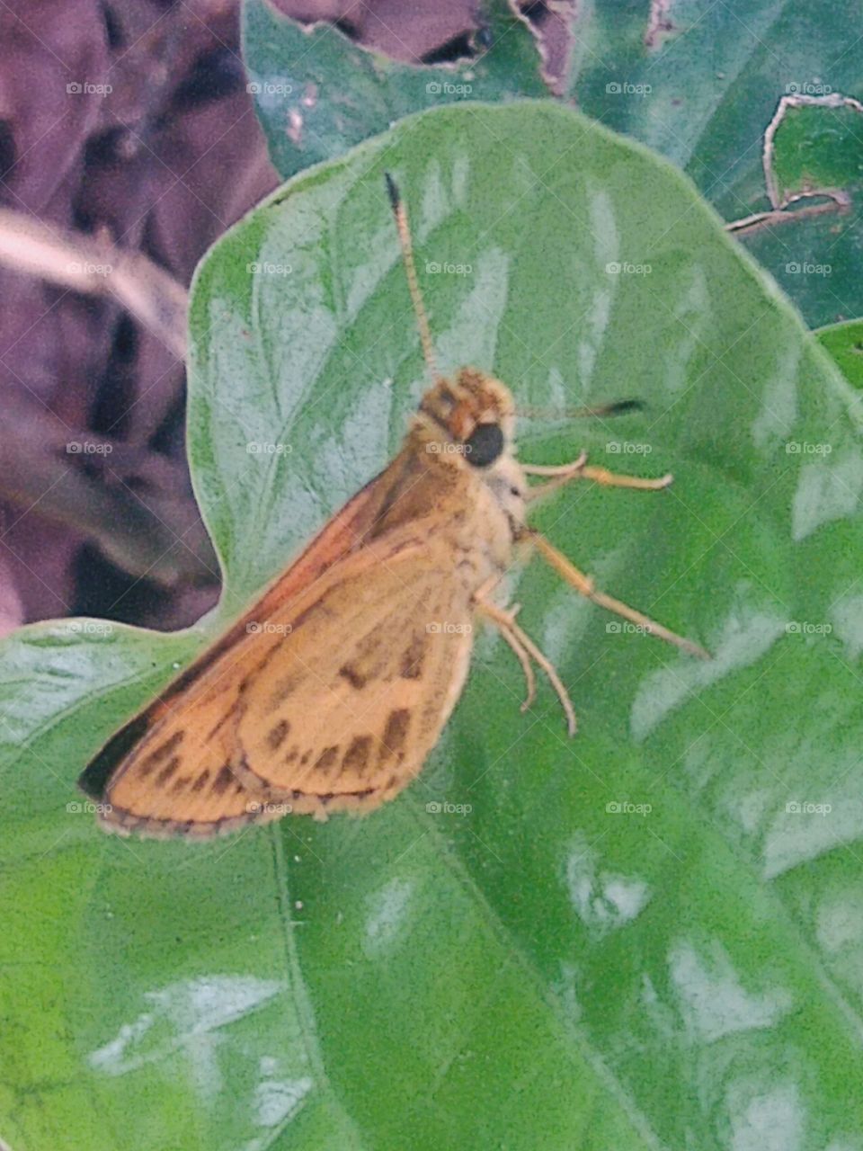 A small butterfly perched on a leaf