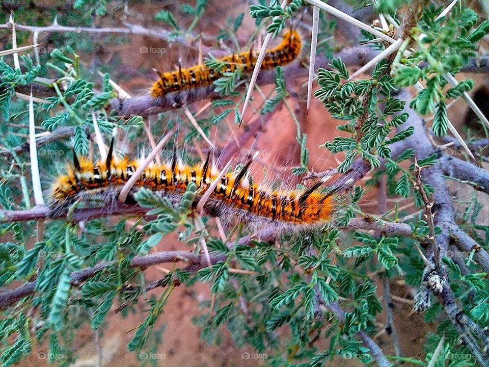 acacia tree worm