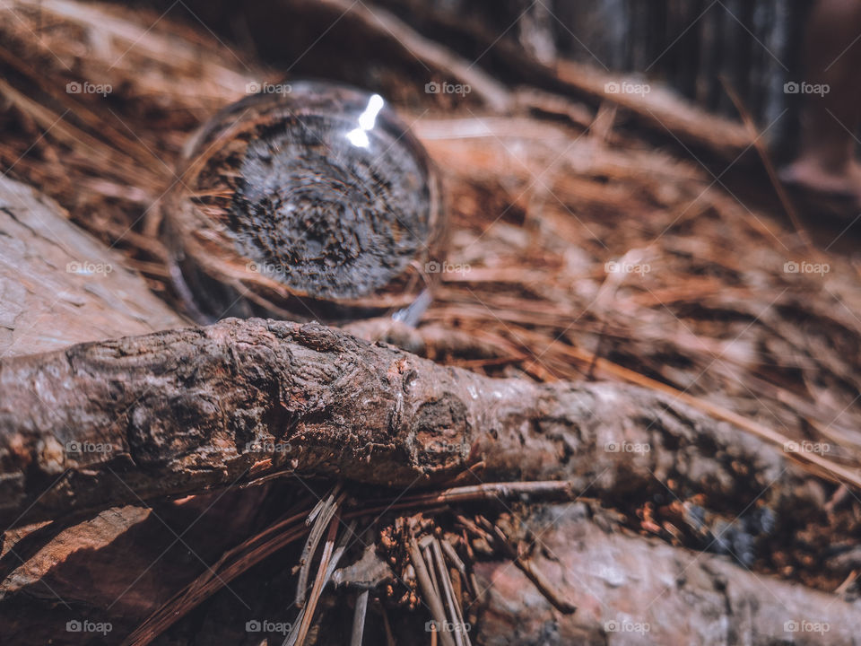 Lensball at forest floor