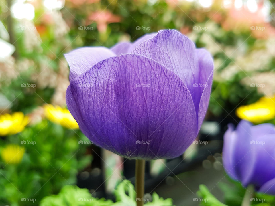 Beautiful purple flower close up.