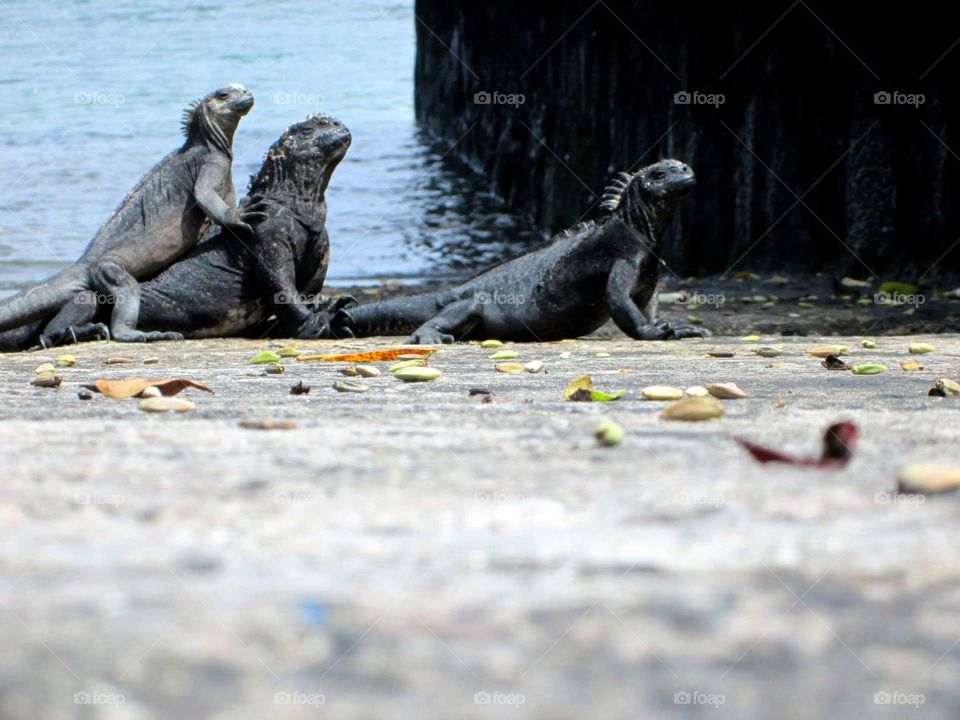 iguana family