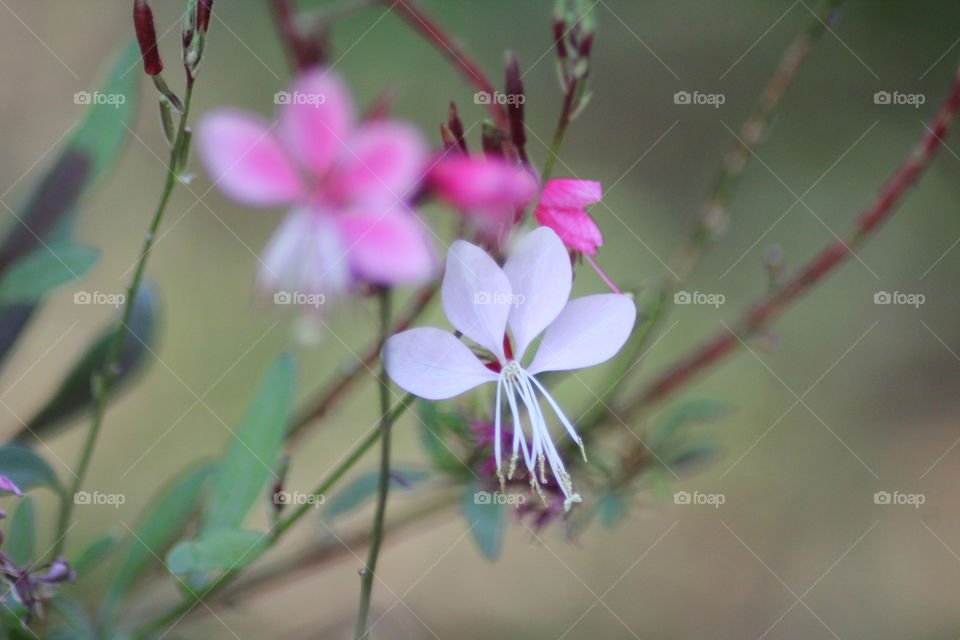 Pink and white flowers