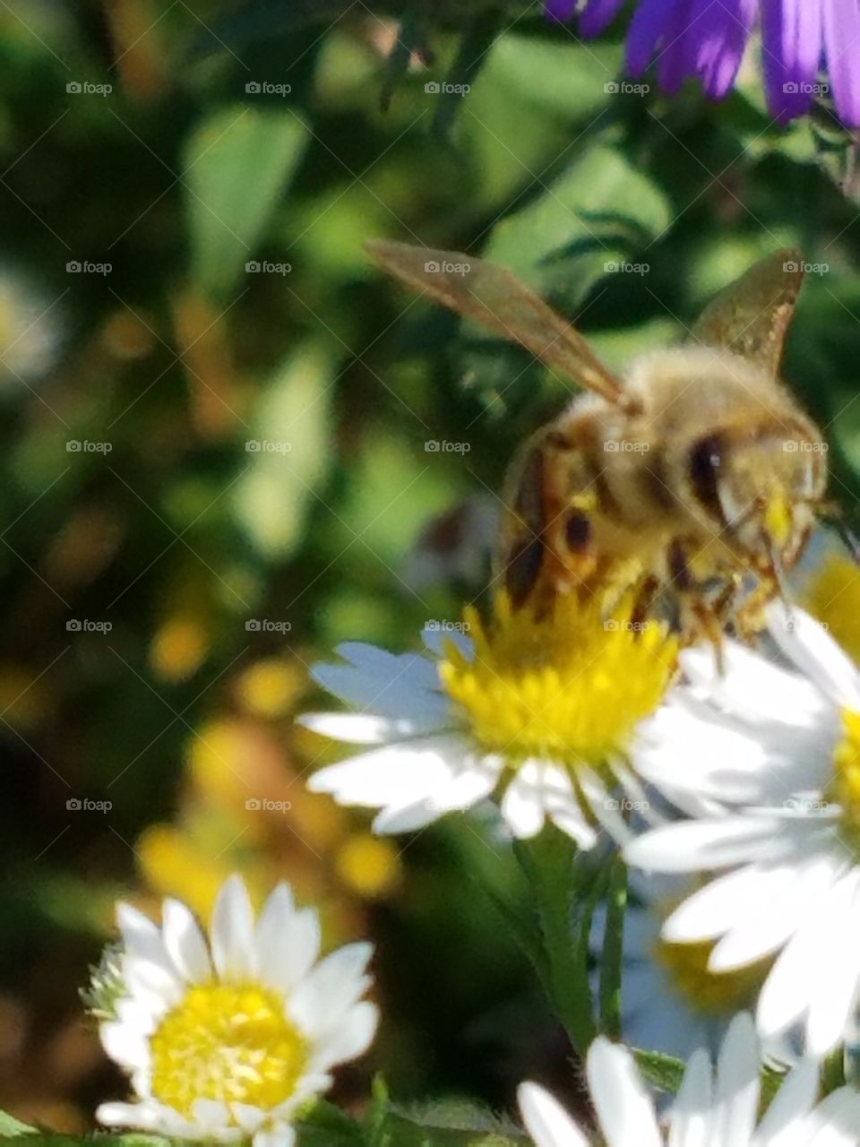 Bee