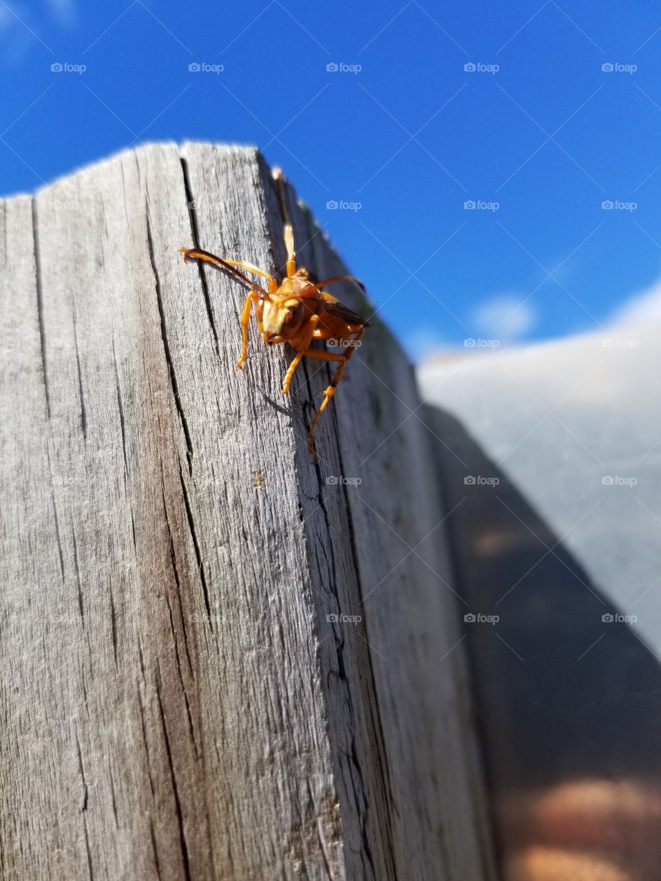 wasper pic best ever