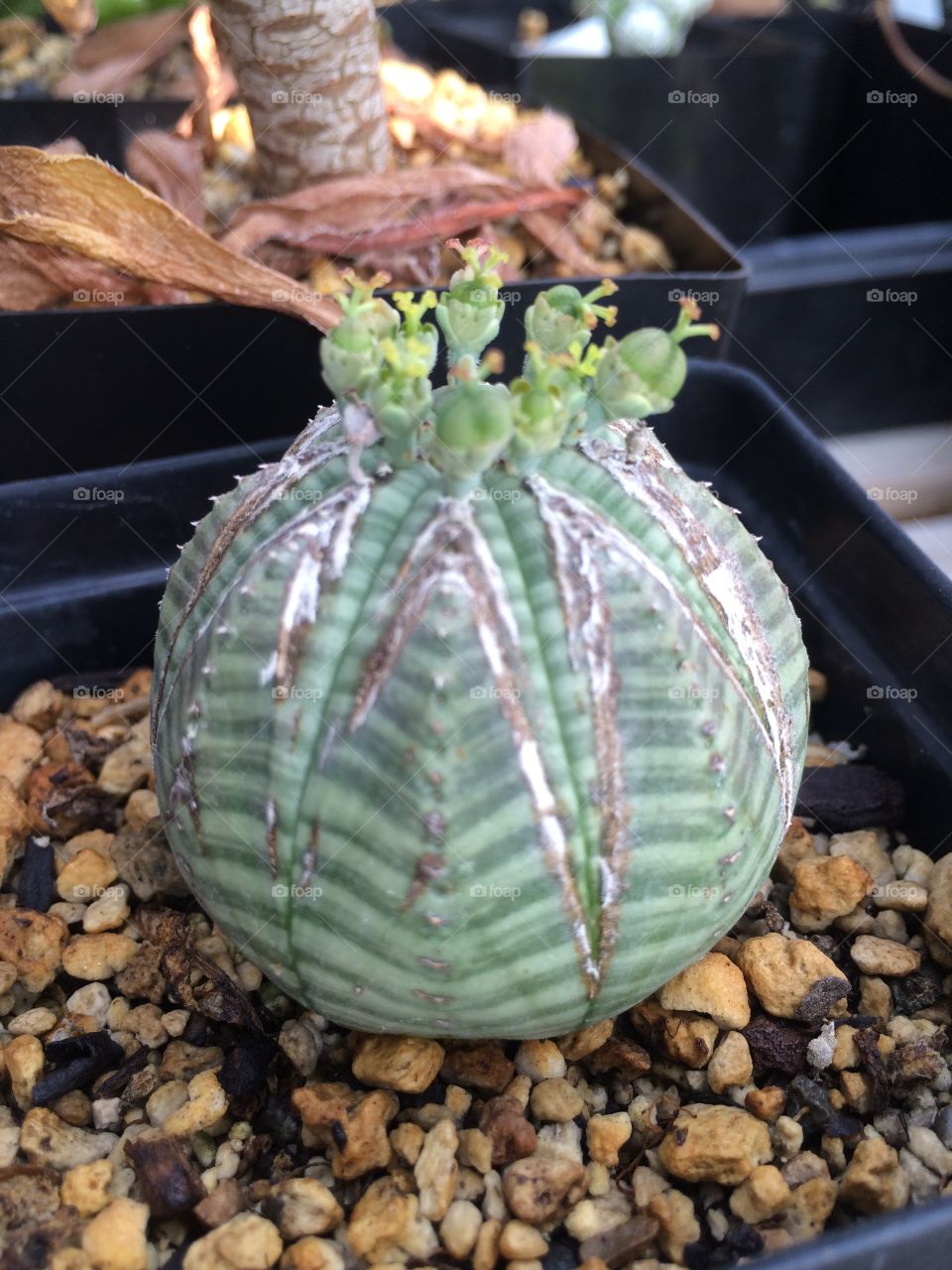 S. Succulent at my uncles house in Seattle
