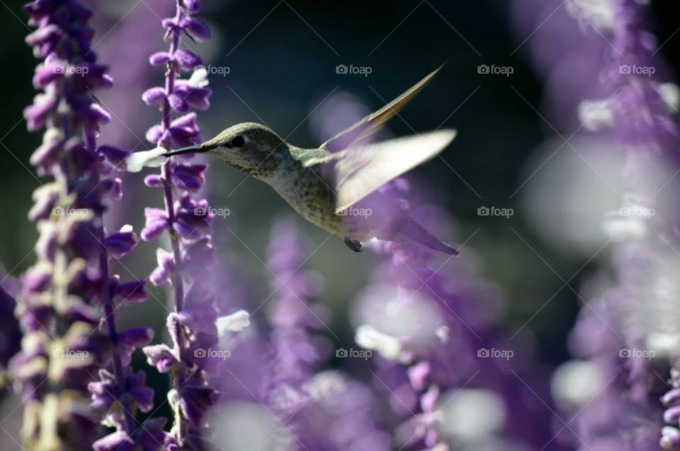 Hummingbird