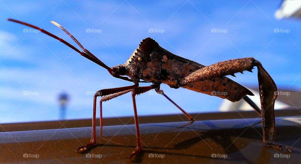 leaf footed plant bug
