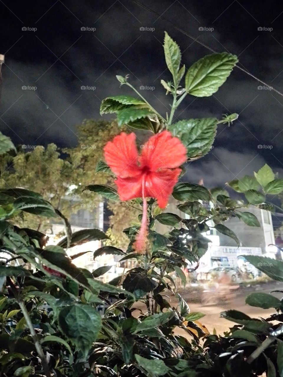 hibiscus flower
