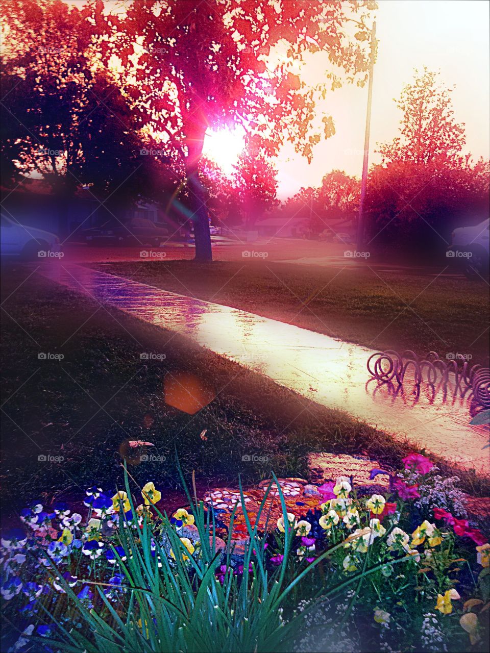 morning sunshine. sunrise from my porch, after a rainy night.  everything was all shimmery & bright from the combo of suns rays & moisture