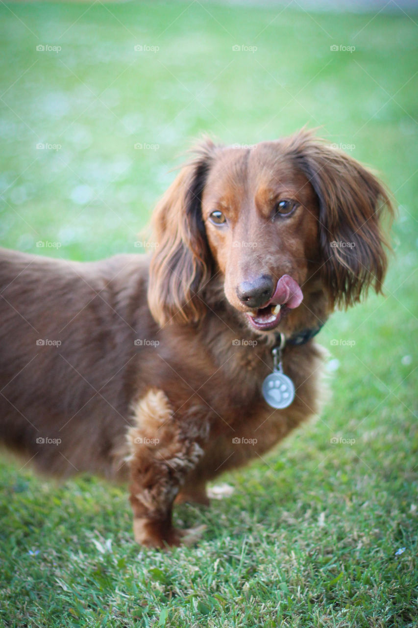 Stanley the Dachshund