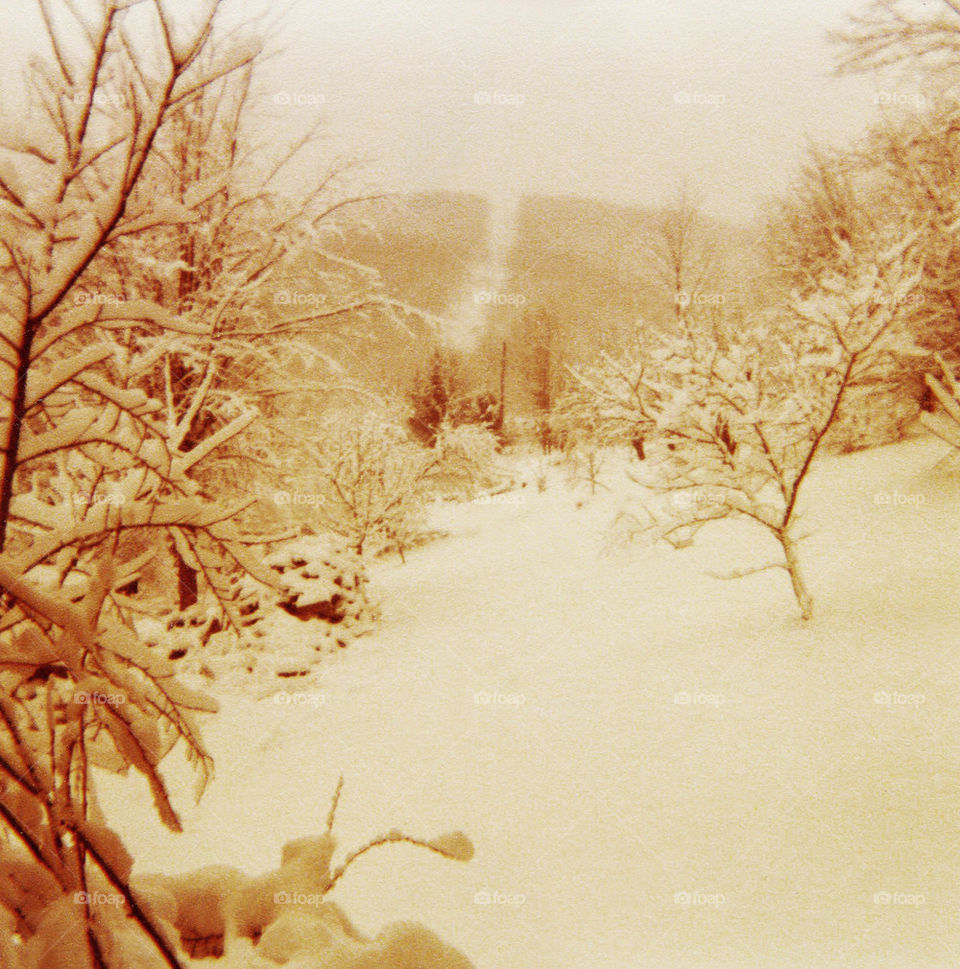 Apple Orchard in Snow