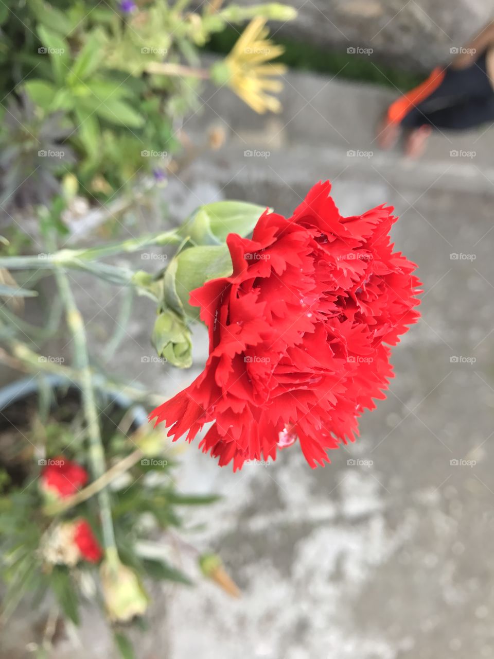 Red Flower 