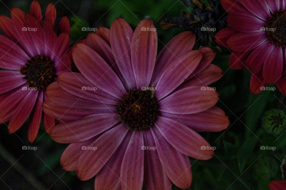 foto de flor a color