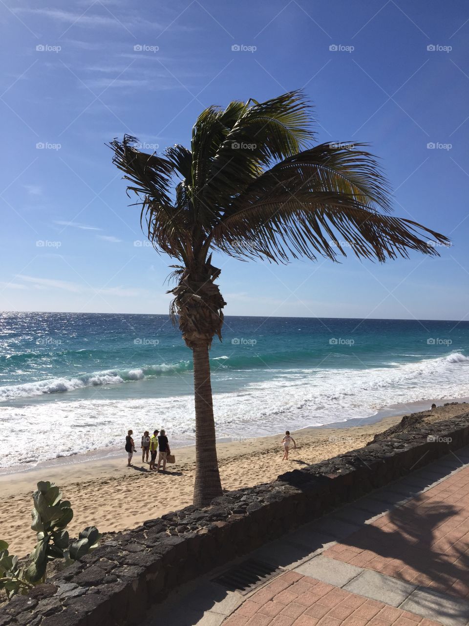 Beach with palm in the wind 