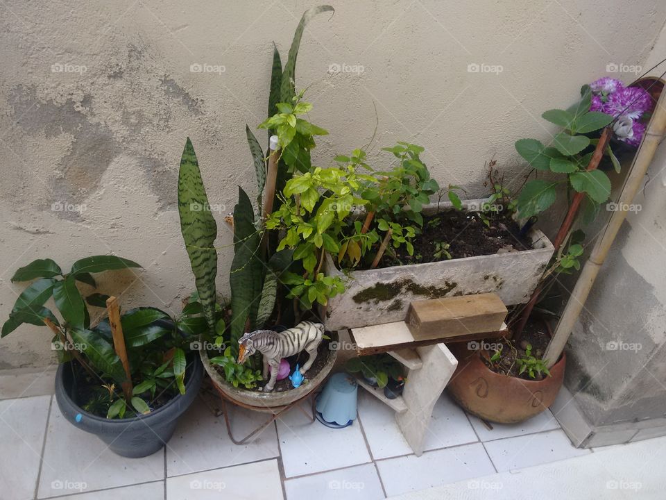 plantas