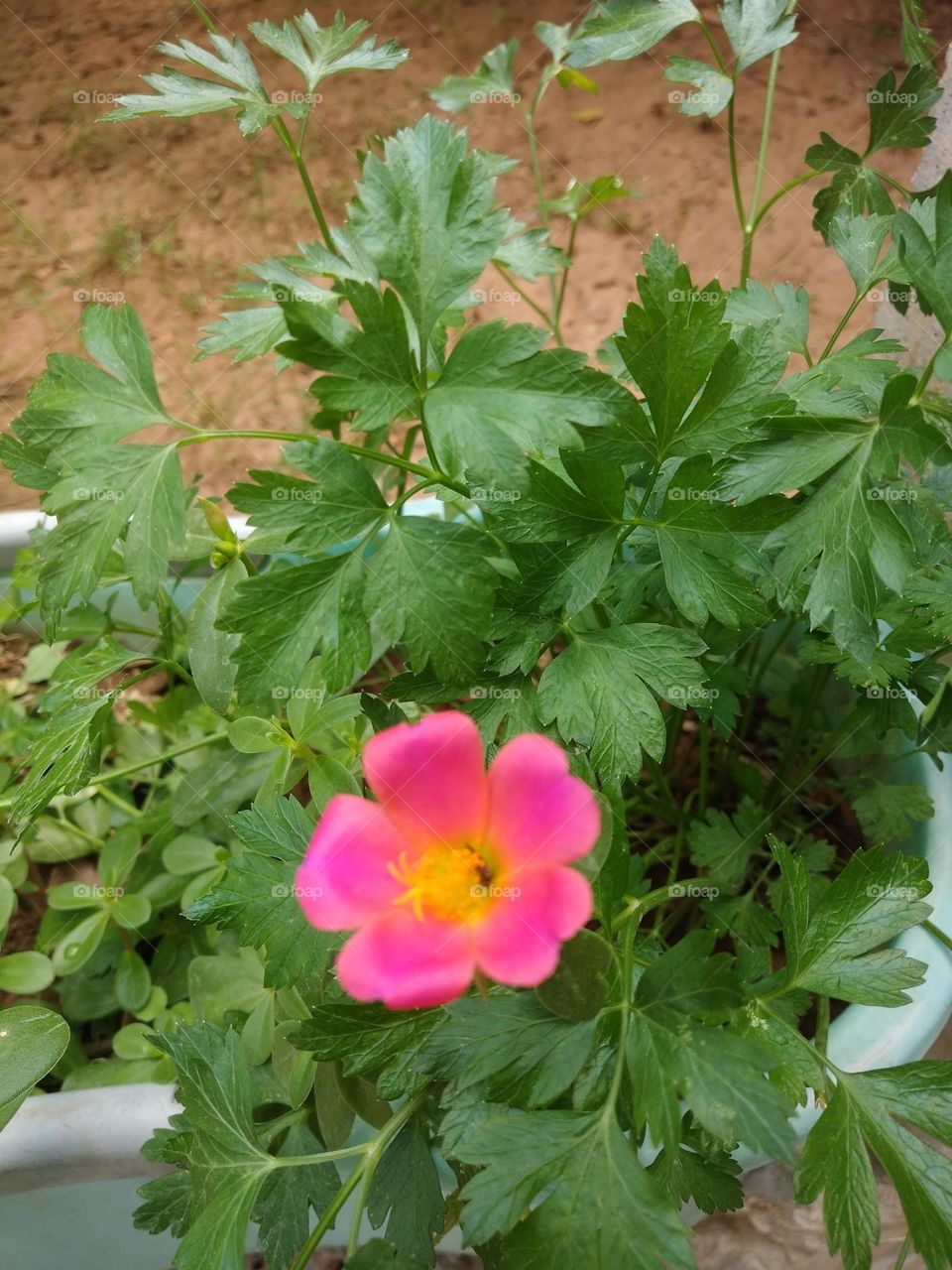 purslane flower