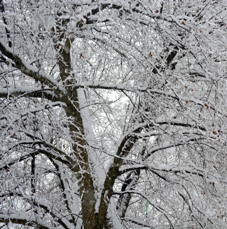 Tree snow