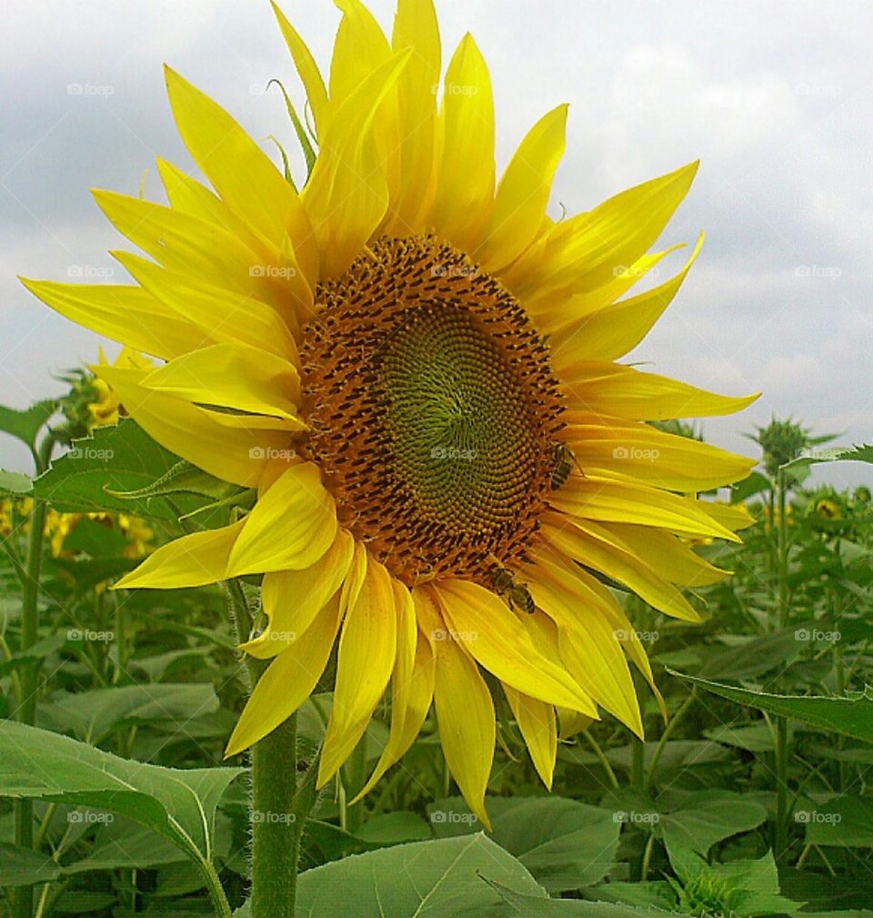 sunflower