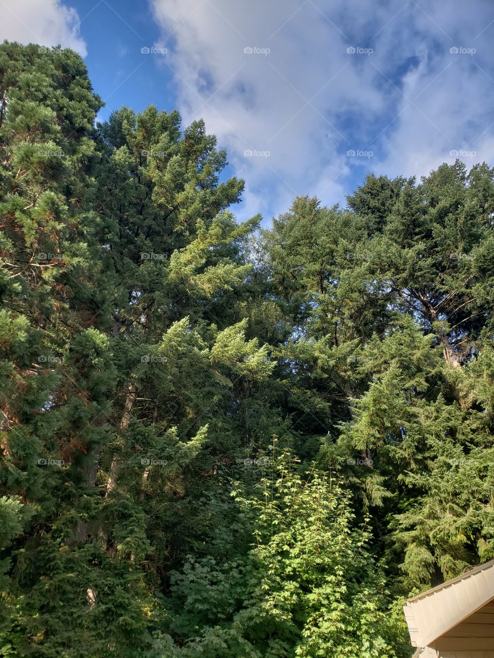 Summers end tree tops