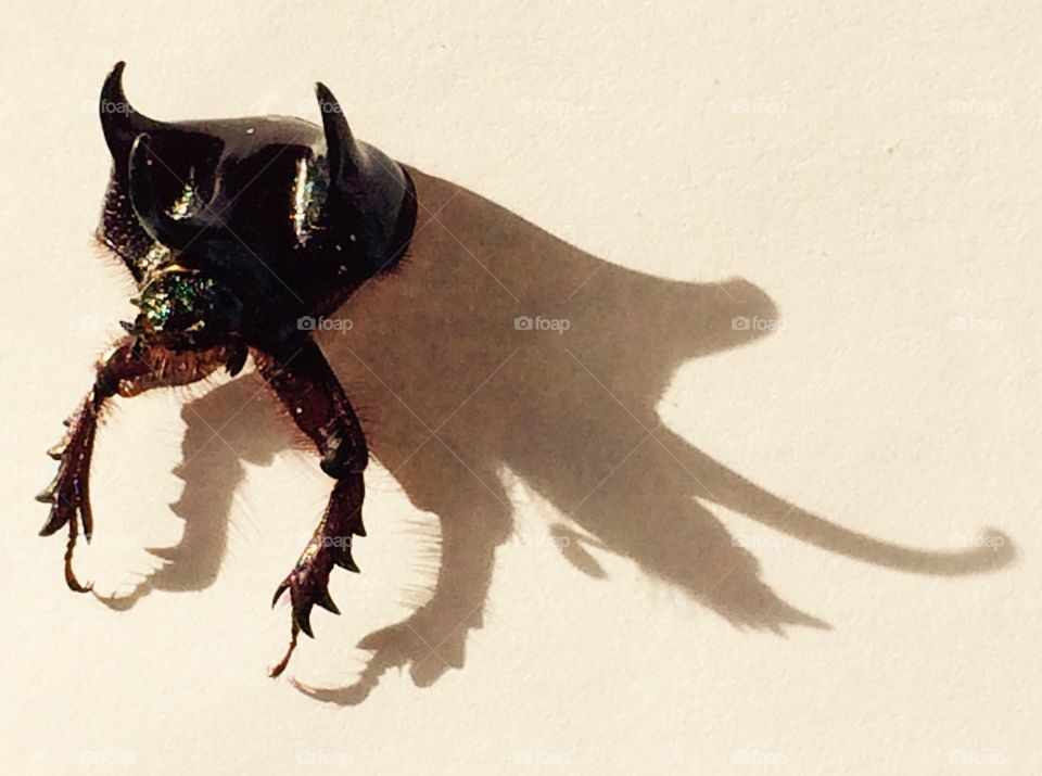 Horned beetle showing his inner-self