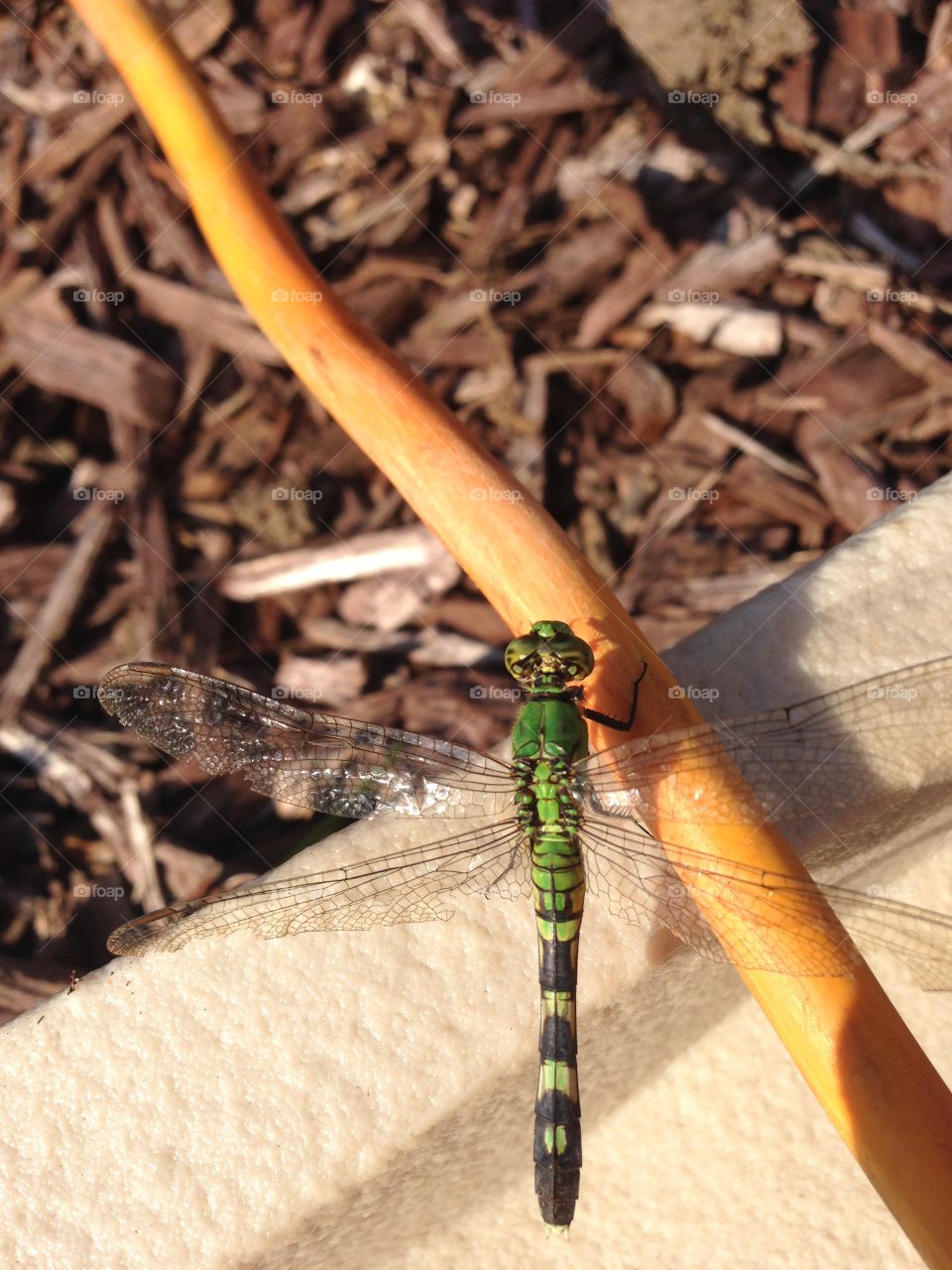 Dragonfly, Insect, No Person, Wood, Nature