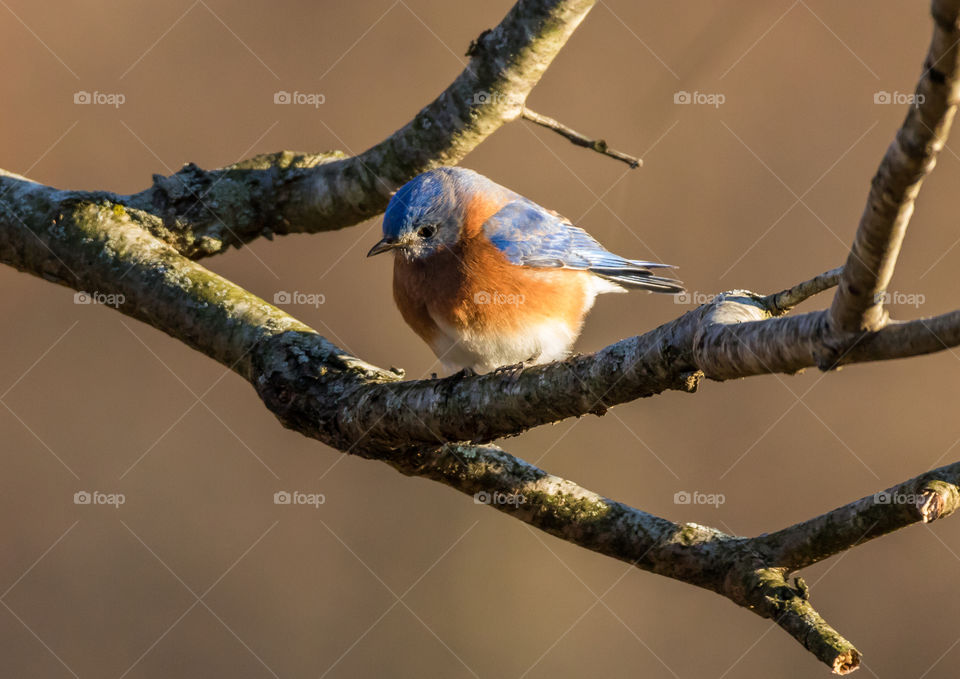 Eastern bluebird 