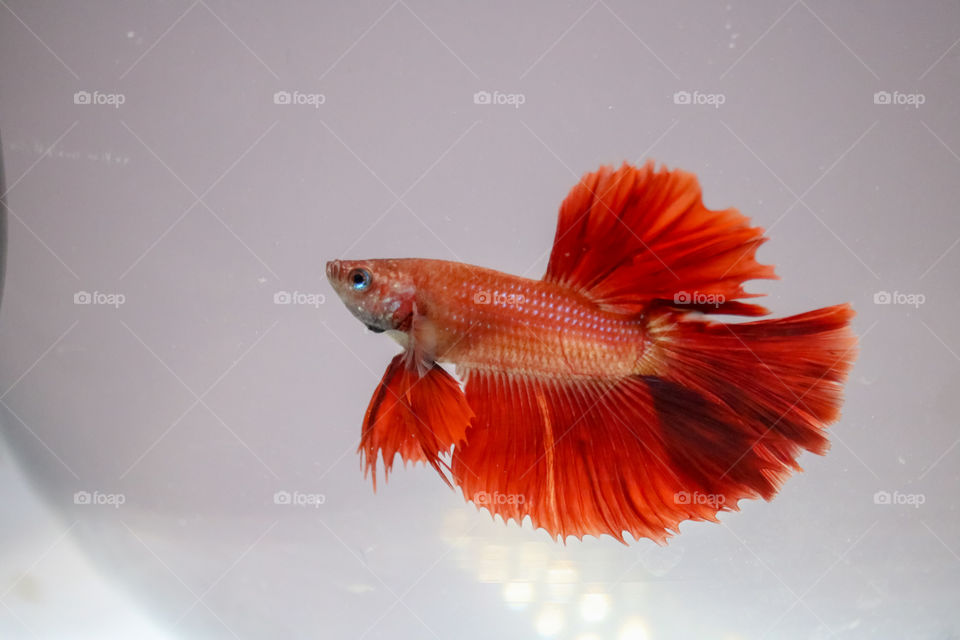 red fullmoon Betta fish, India, banglore