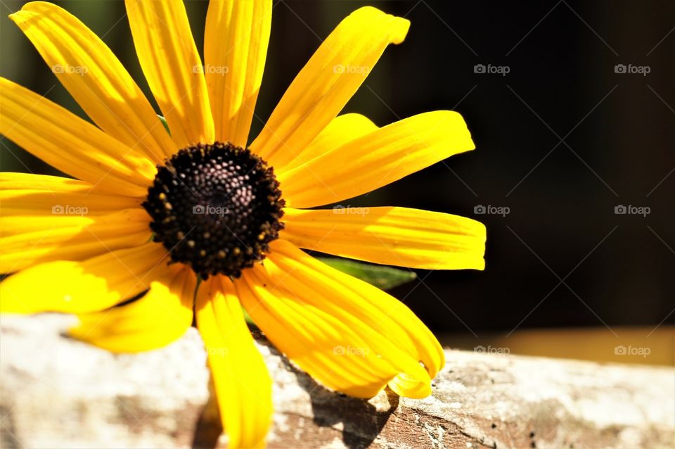 Black Eyed Susan 
