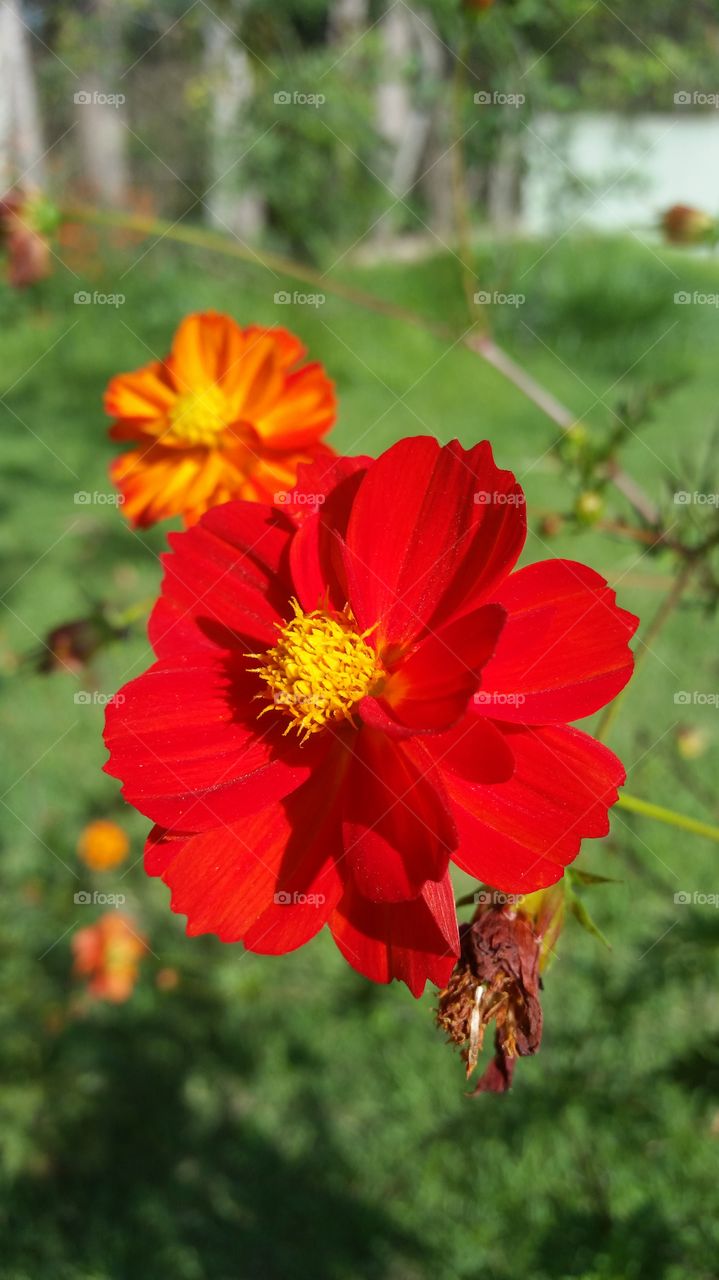 Close-up of red flower