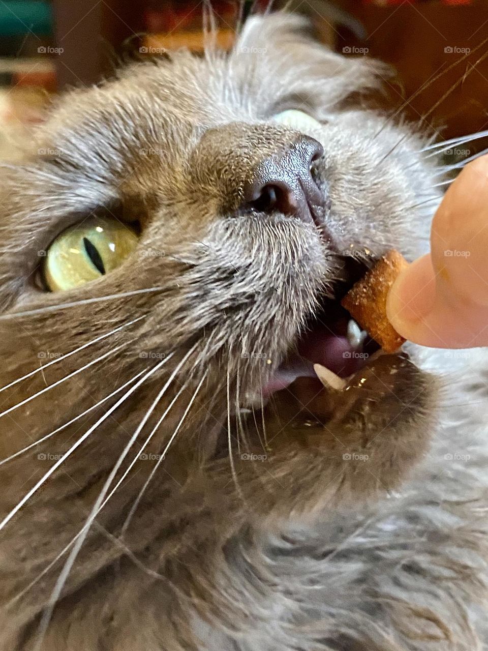 A grey cat eating a cat treat out of someone’s hand