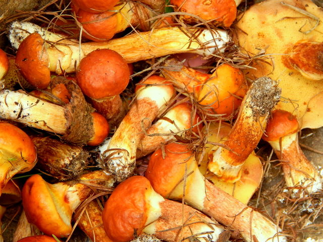 Small mushrooms from forest