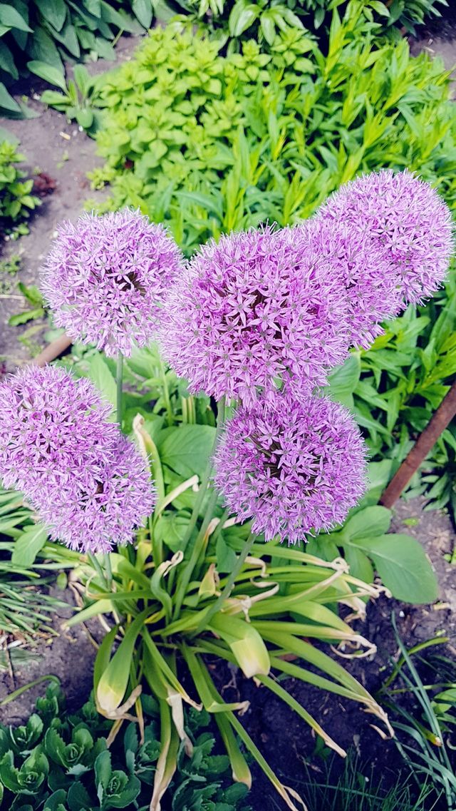flowers