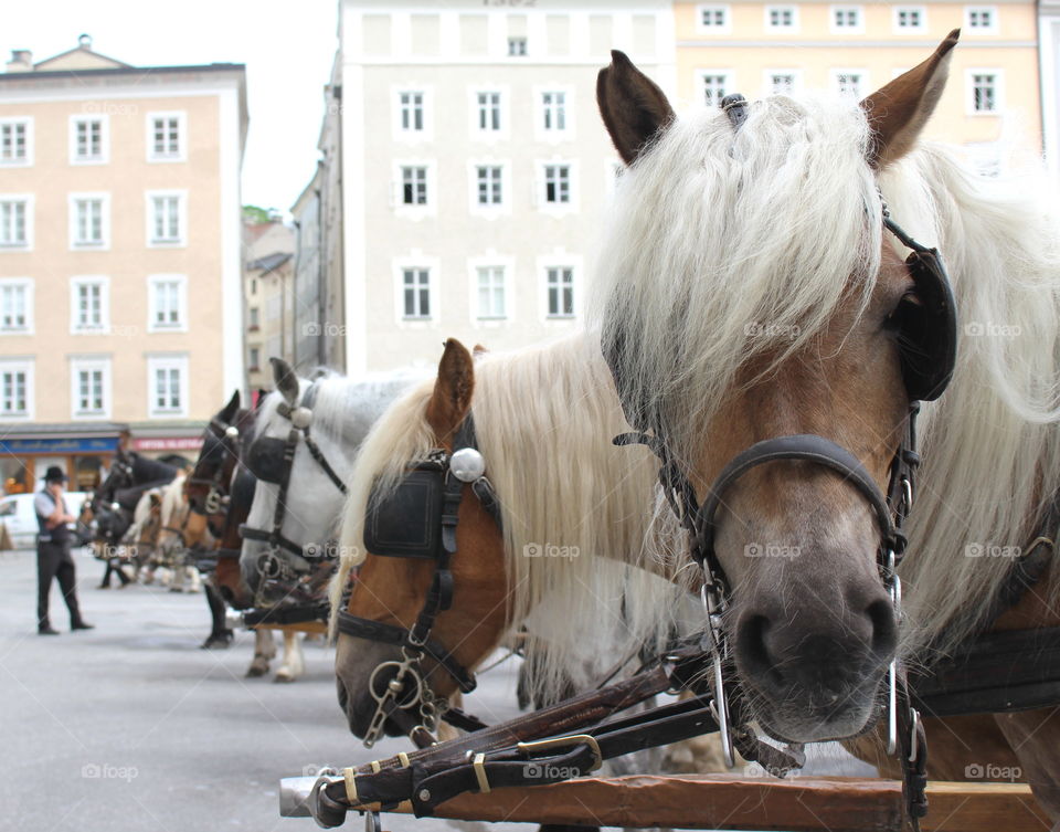 Horses in Salzburg.