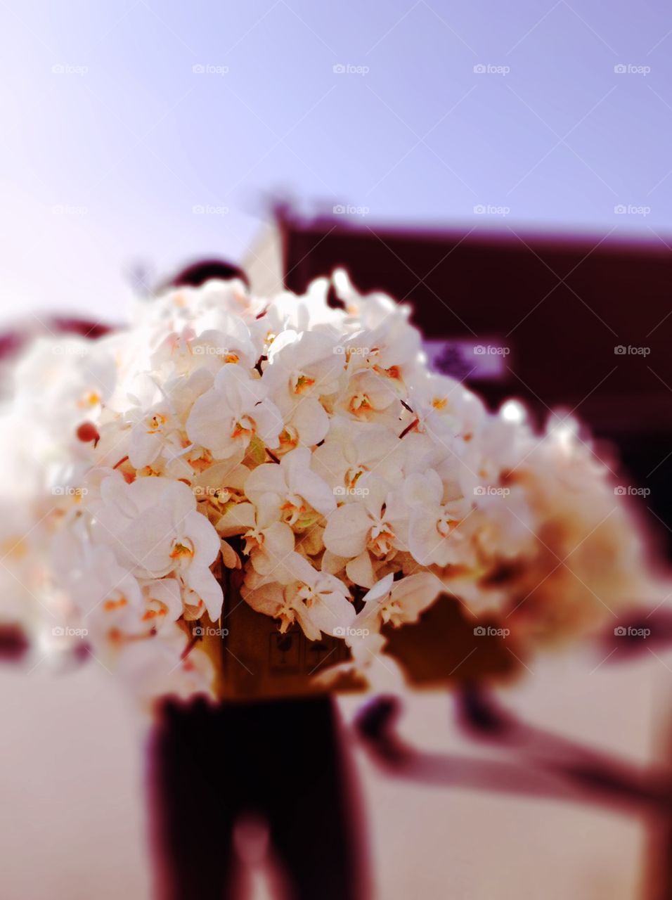 White phalaenopsis orchids 