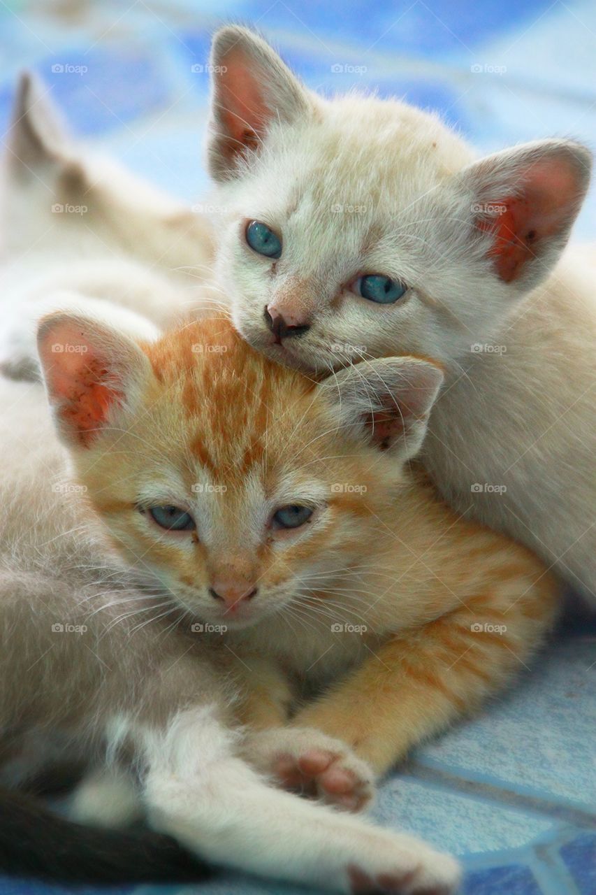 Three kittens with a warm family.