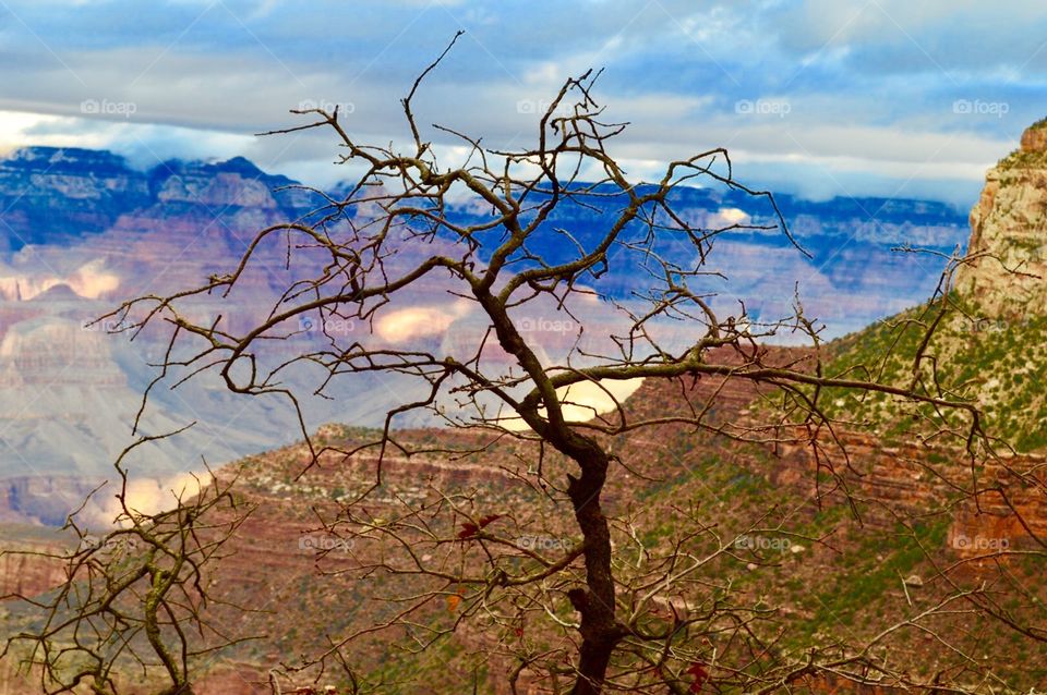 Tree With a View