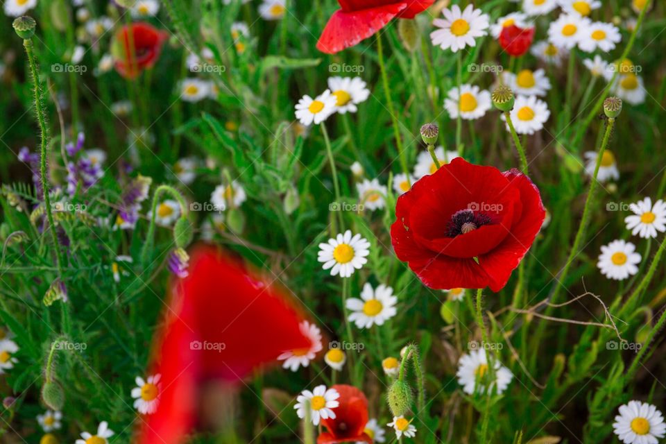 poppies and daisies