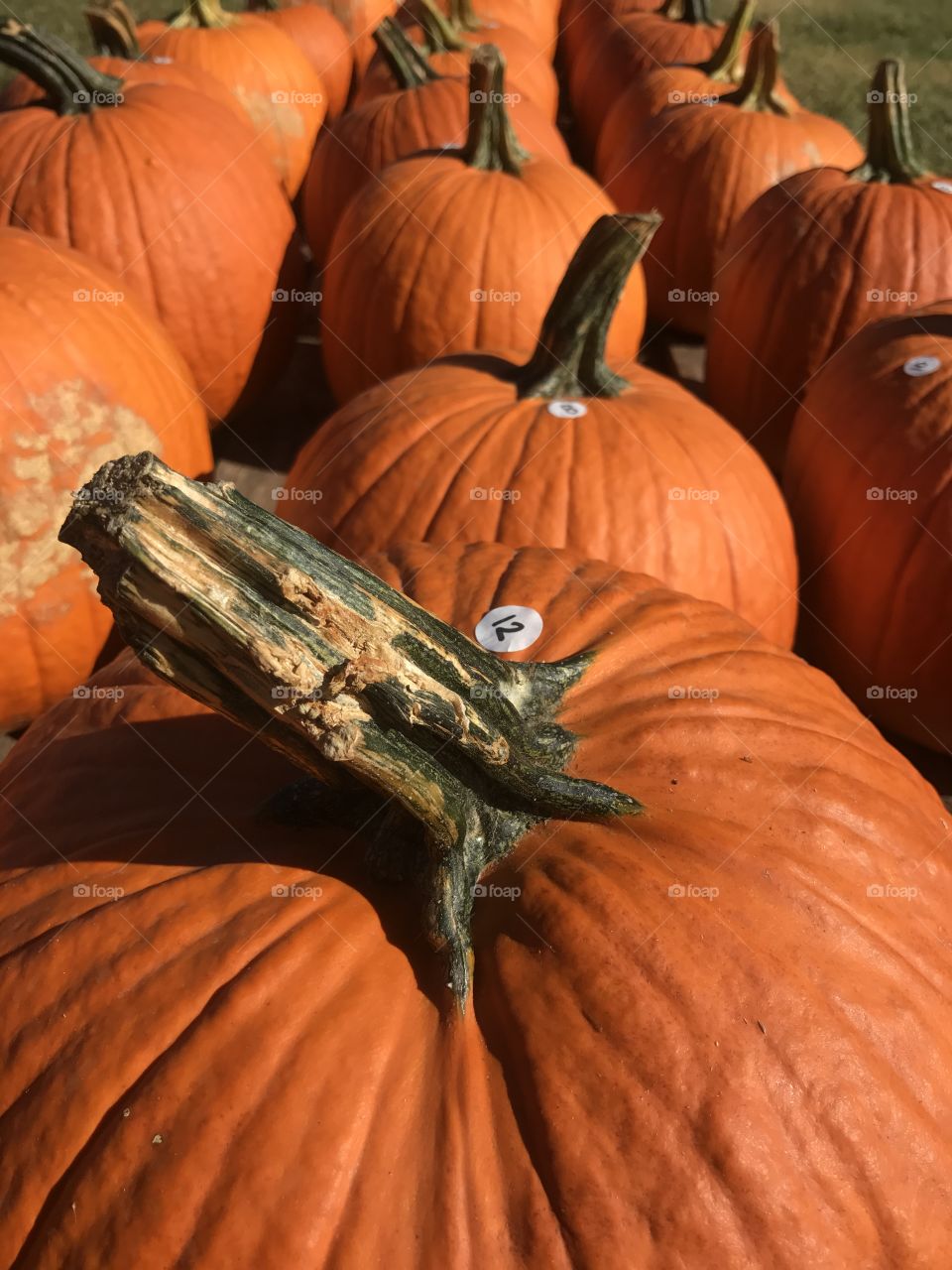 Pumpkins for sale 