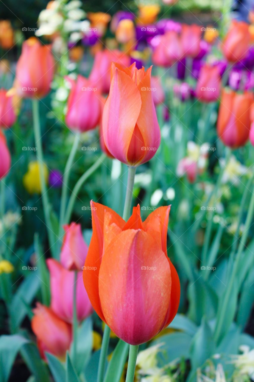 Red tulip flowers in field