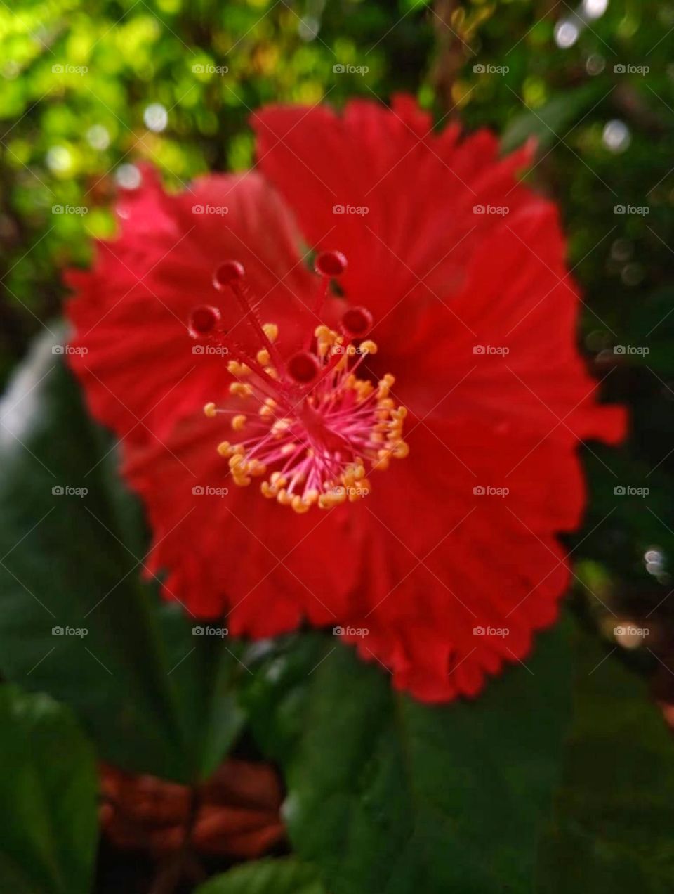 Anther of hibiscus flower
