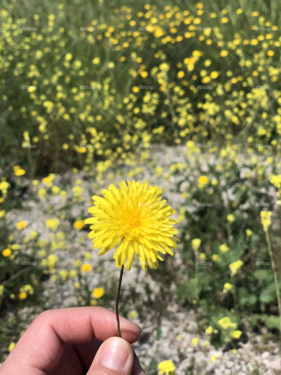 Yellow flowers in spring